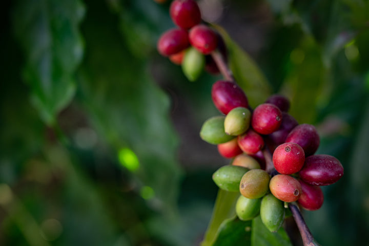 mini coffee plants in a field
