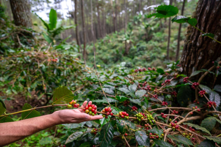 A World of Flavor in Your Cup: Summer 2025 Single Origin Release