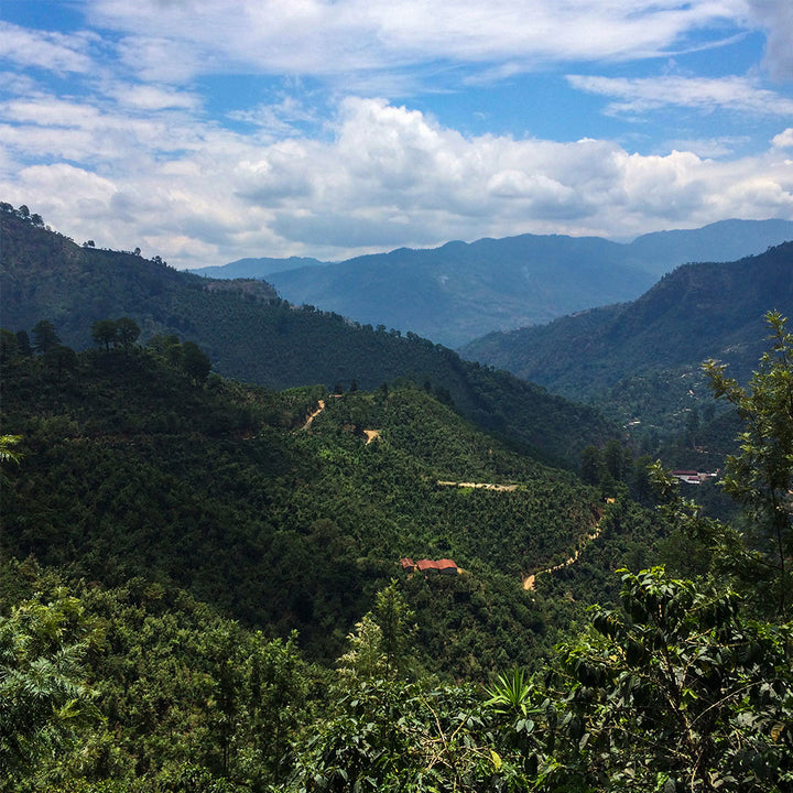 Coffee farm in ethiopia