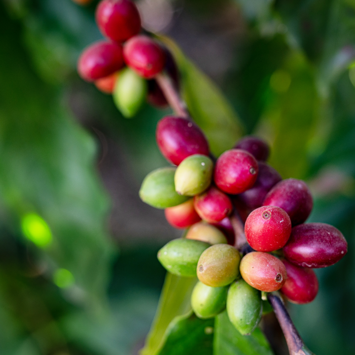 Coffee Bean Cherrys on a coffee tree in a coffee farm 