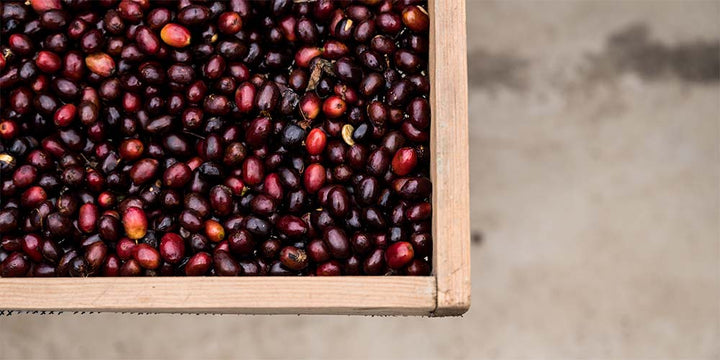 Coffee cherries drying in the sun in Guatemala