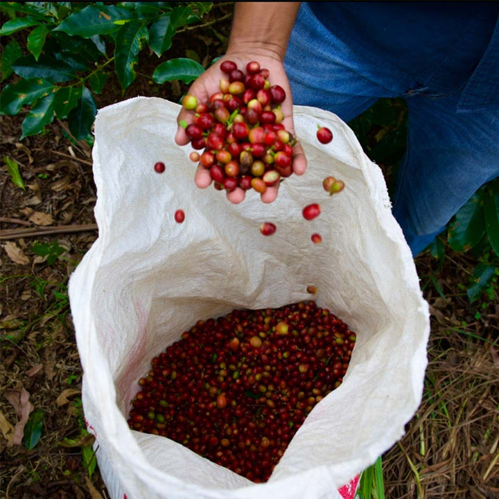 Central American Compass Coffee cherries at origin in Guatemala